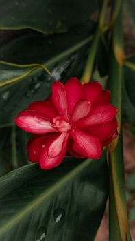 Close-up of a vibrant red flower with dew on lush green leaves in a jungle setting, showcasing nature's beauty.