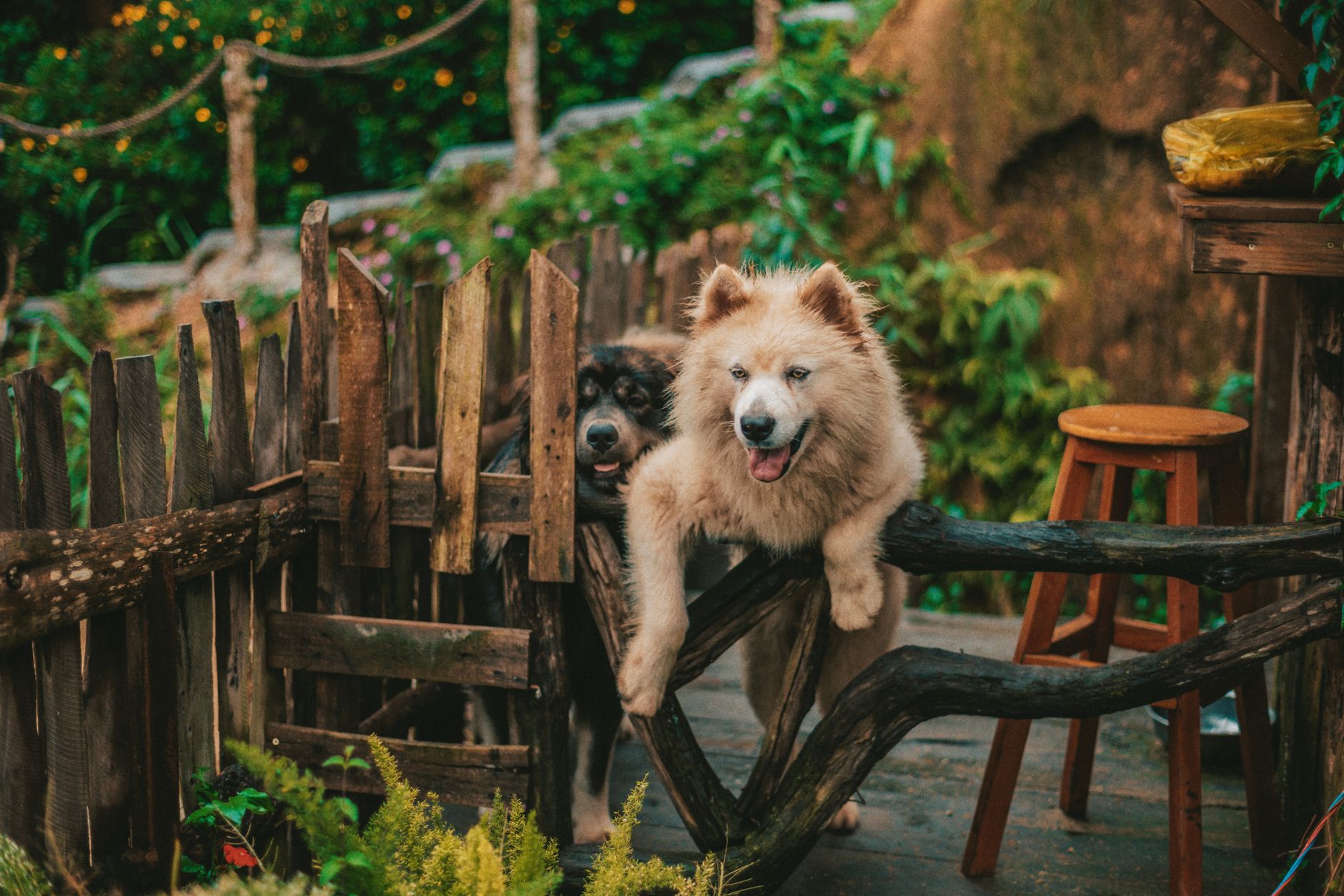 Portrait of a dog at a veterinary clinic