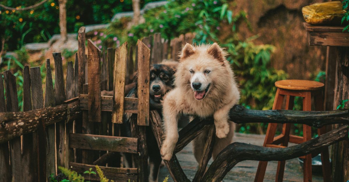 How to Create a Safe and Fun Pet-Friendly Garden