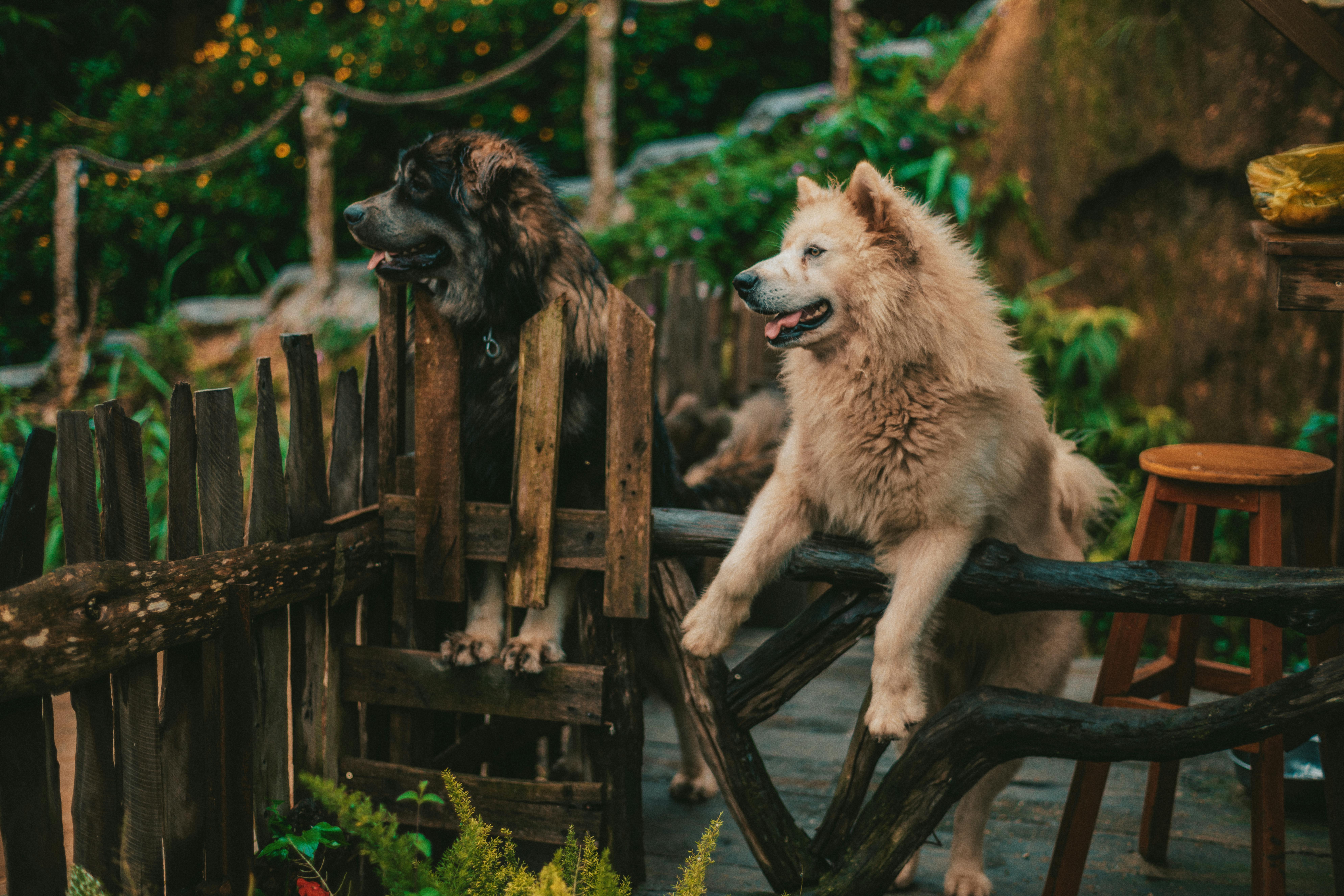 Dogs as Lifestyle Companions: What This Means for Brands &amp; Retailers — Photo by Đan Thy Nguyễn Mai on Pexels