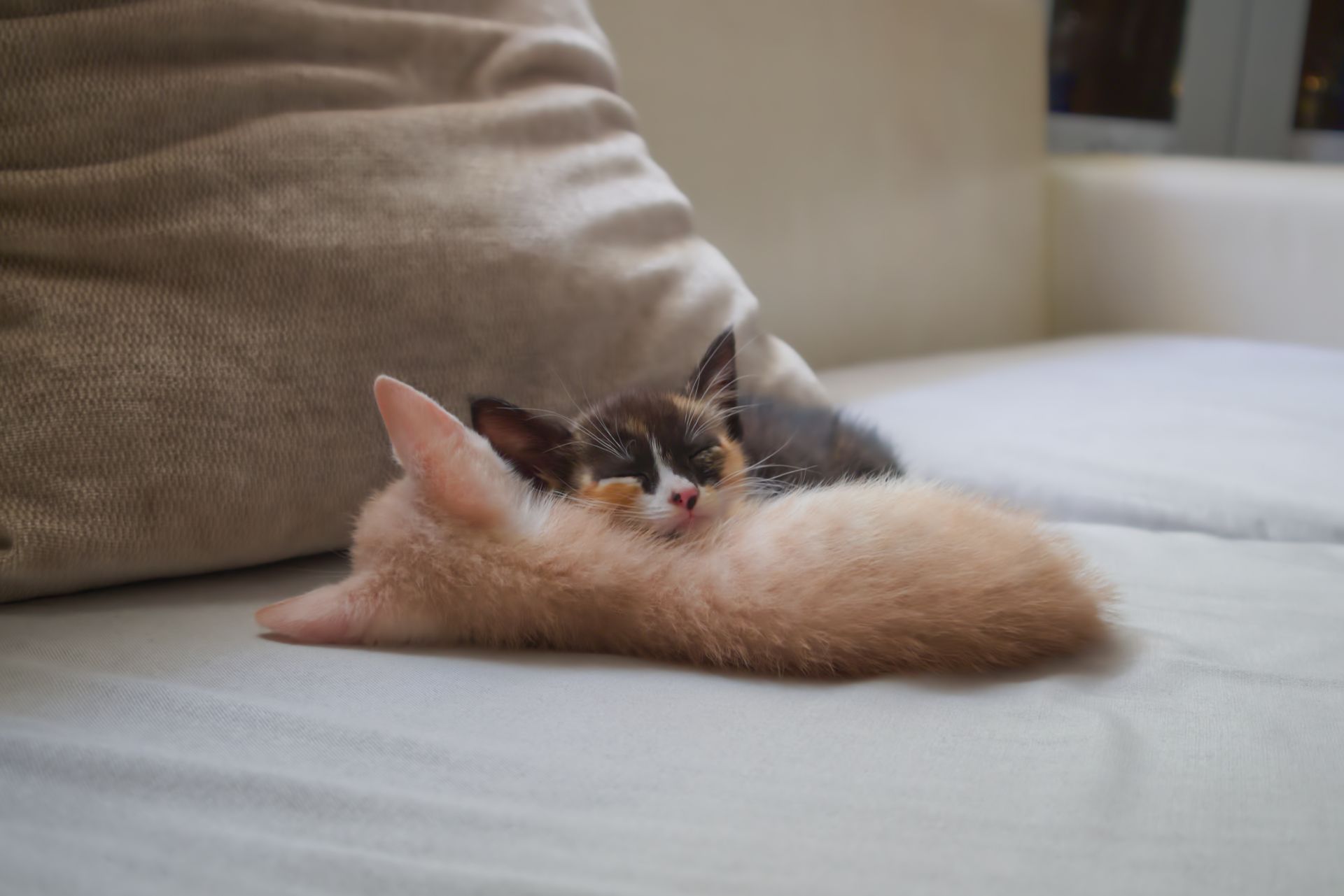 Two cute kittens sleeping on a soft sofa, creating an adorable and cozy scene indoors.