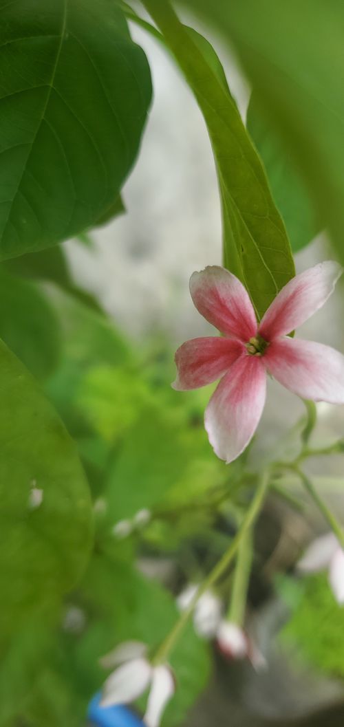 Free Beautiful flower of my garden Stock Photo