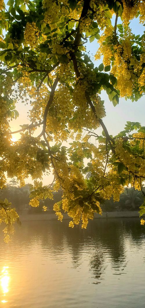 Free Beauty of a tree Stock Photo