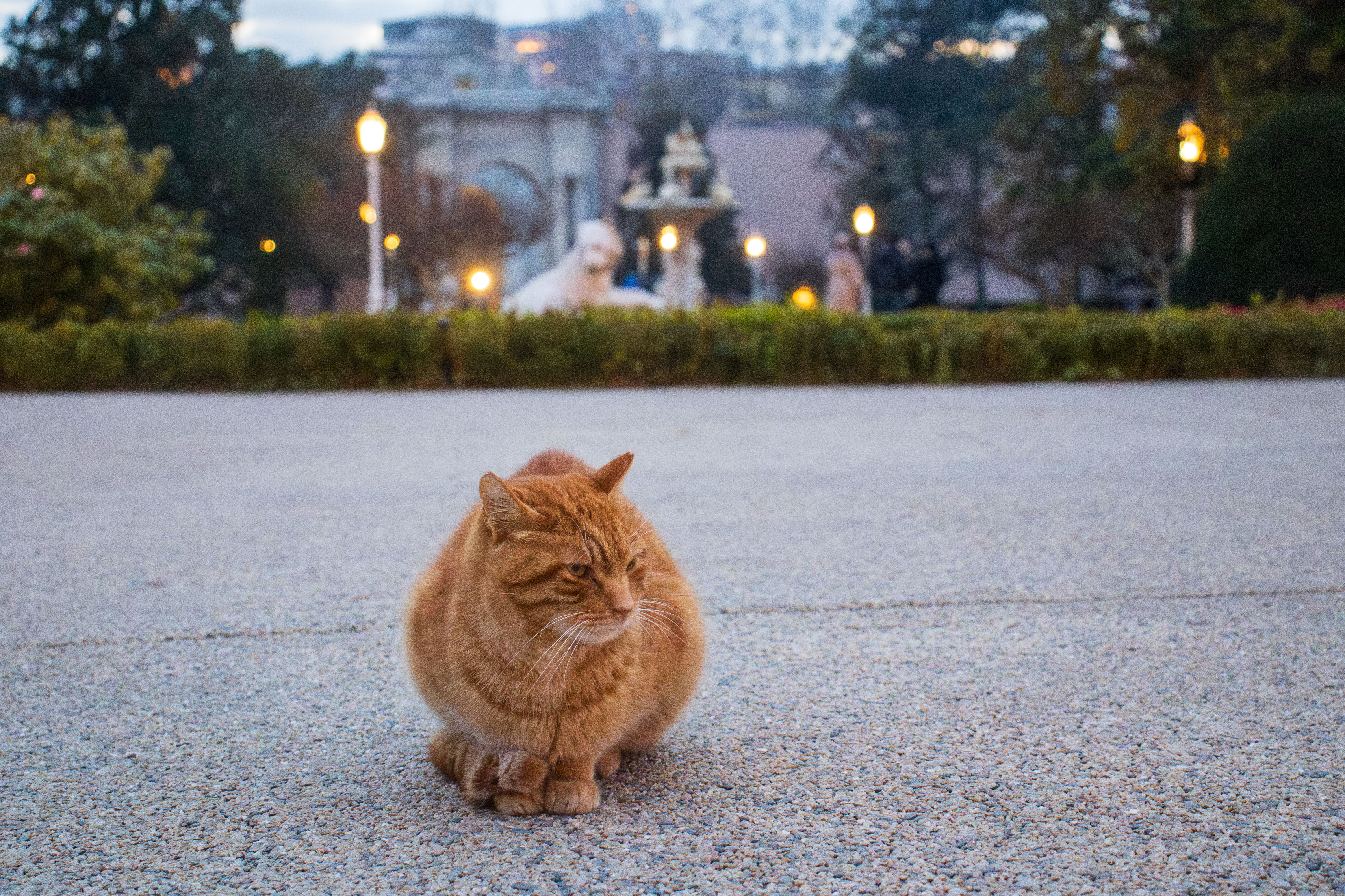 Ancient Palaces, a Cat Café, and KPop Demon Hunters—the Perfect Family Travel Itinerary for South Korea — Photo by Ali Said G