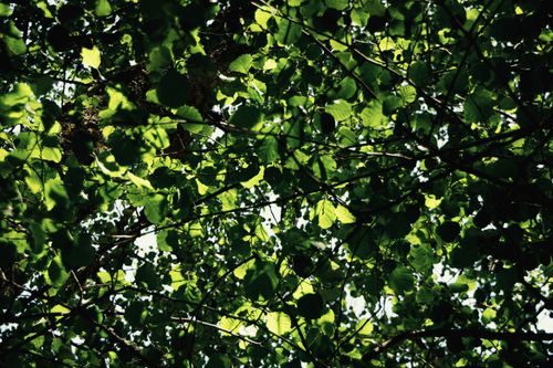 Free A serene view of sunlight filtering through lush green leaves creating a natural canopy. Stock Photo