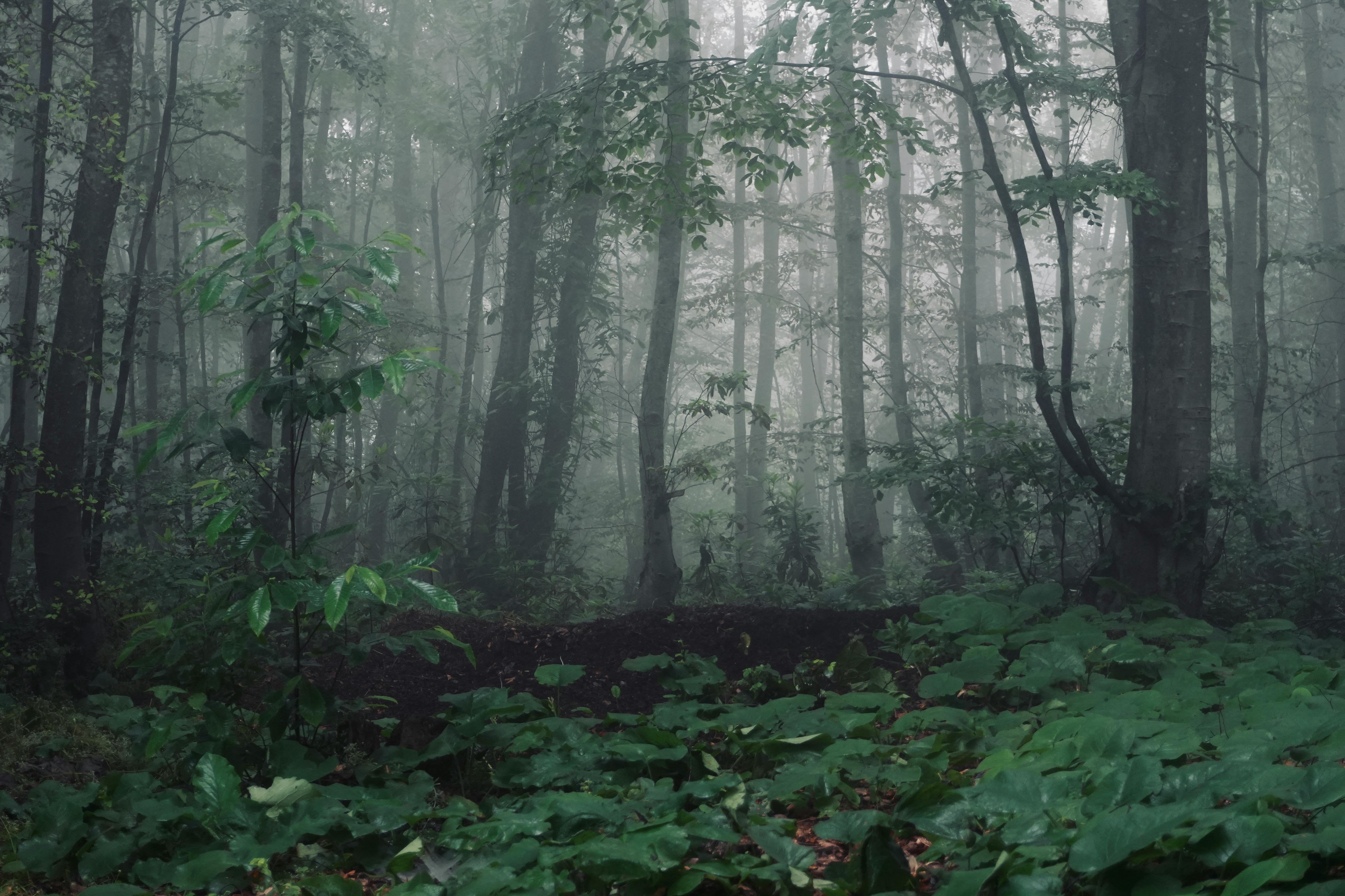Explore the mysterious atmosphere of a foggy forest with vibrant green undergrowth.