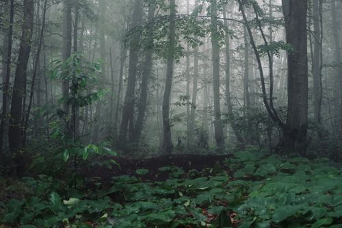 Free Explore the mysterious atmosphere of a foggy forest with vibrant green undergrowth. Stock Photo