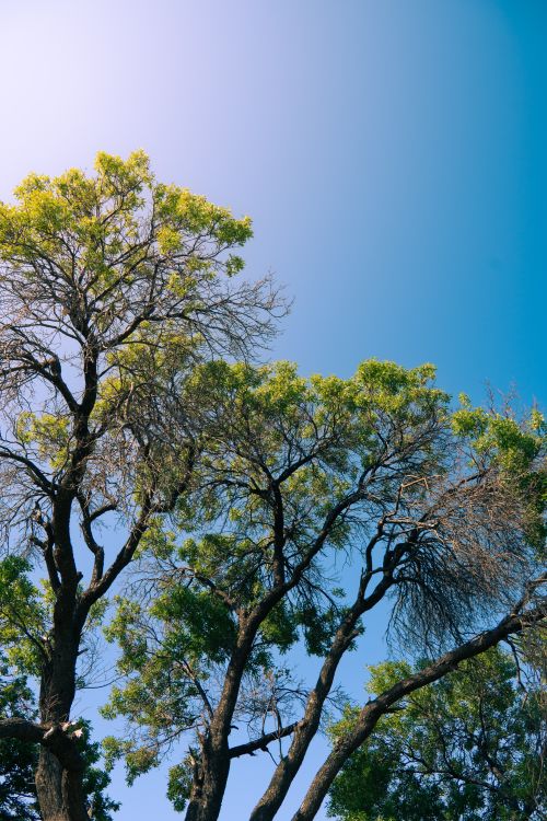Free Lush green trees reaching upward under a vibrant blue sky in daytime. Stock Photo