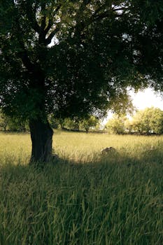 A tranquil meadow scene with a large tree casting shade in a lush grassy field during summer.
