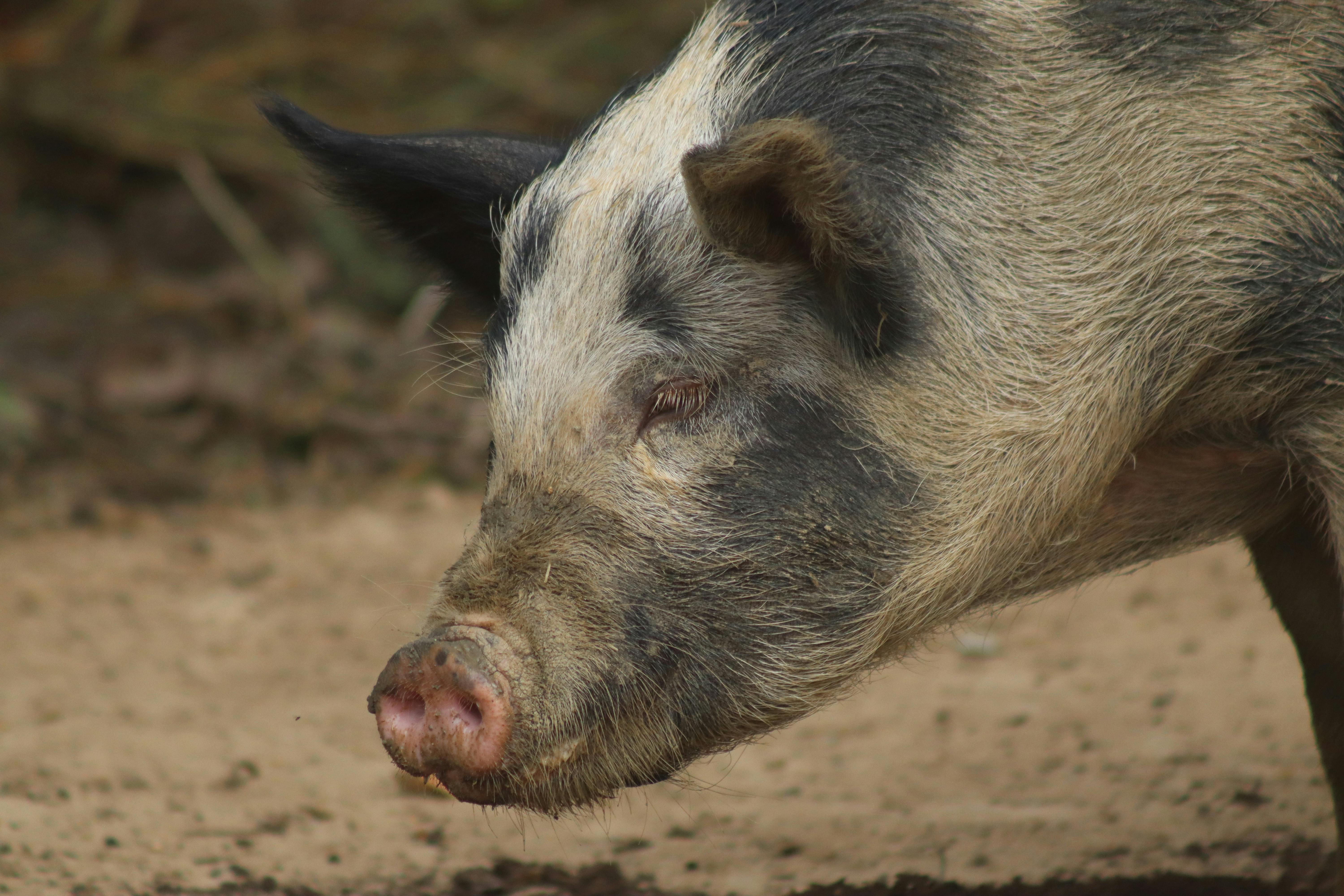 Unamol Para Qué Sirve: Descubre Sus Beneficios Sorprendentes 2 ¿Para Qué Sirve Unamol? Explorando sus Usos y Propiedades Medicinales