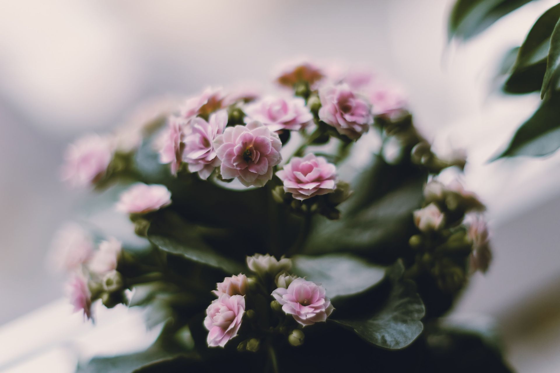 Close-up of delicate pink kalanchoe flowers in soft focus, emphasizing their blooming beauty.