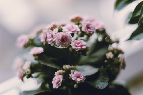 Free Close-up of delicate pink kalanchoe flowers in soft focus, emphasizing their blooming beauty. Stock Photo