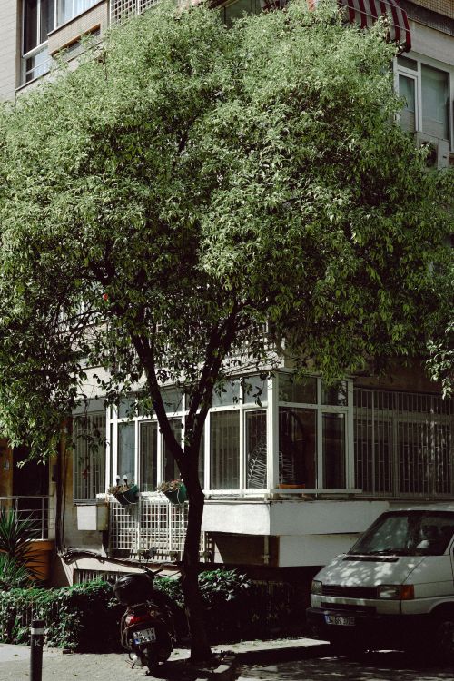 Free Tree in front of modern apartment building with parked vehicles. Stock Photo