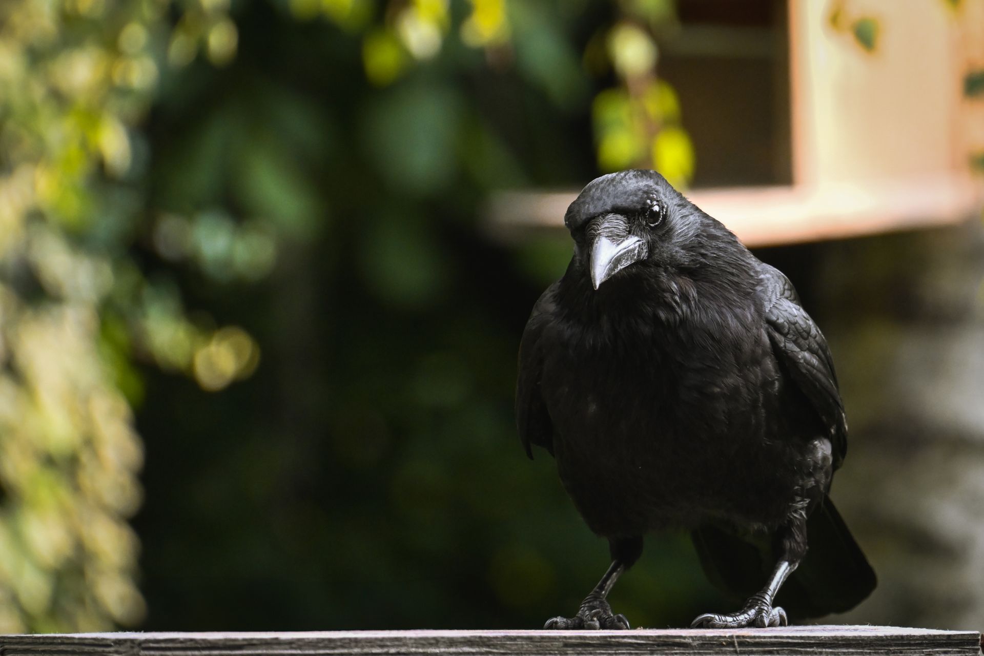A detailed image of a crow perched outdoors, showcasing its glossy black feathers.
