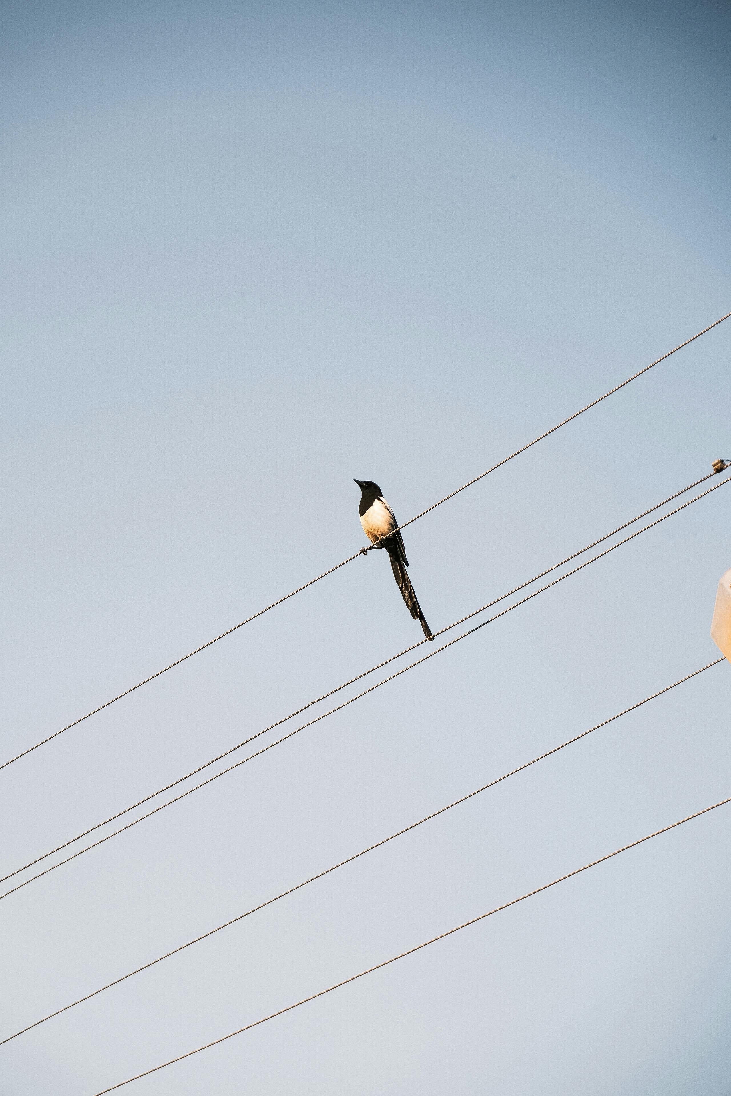 免費 一隻孤獨的喜鵲棲息在晴朗藍天下的電線上，景色十分寧靜。 圖庫相片