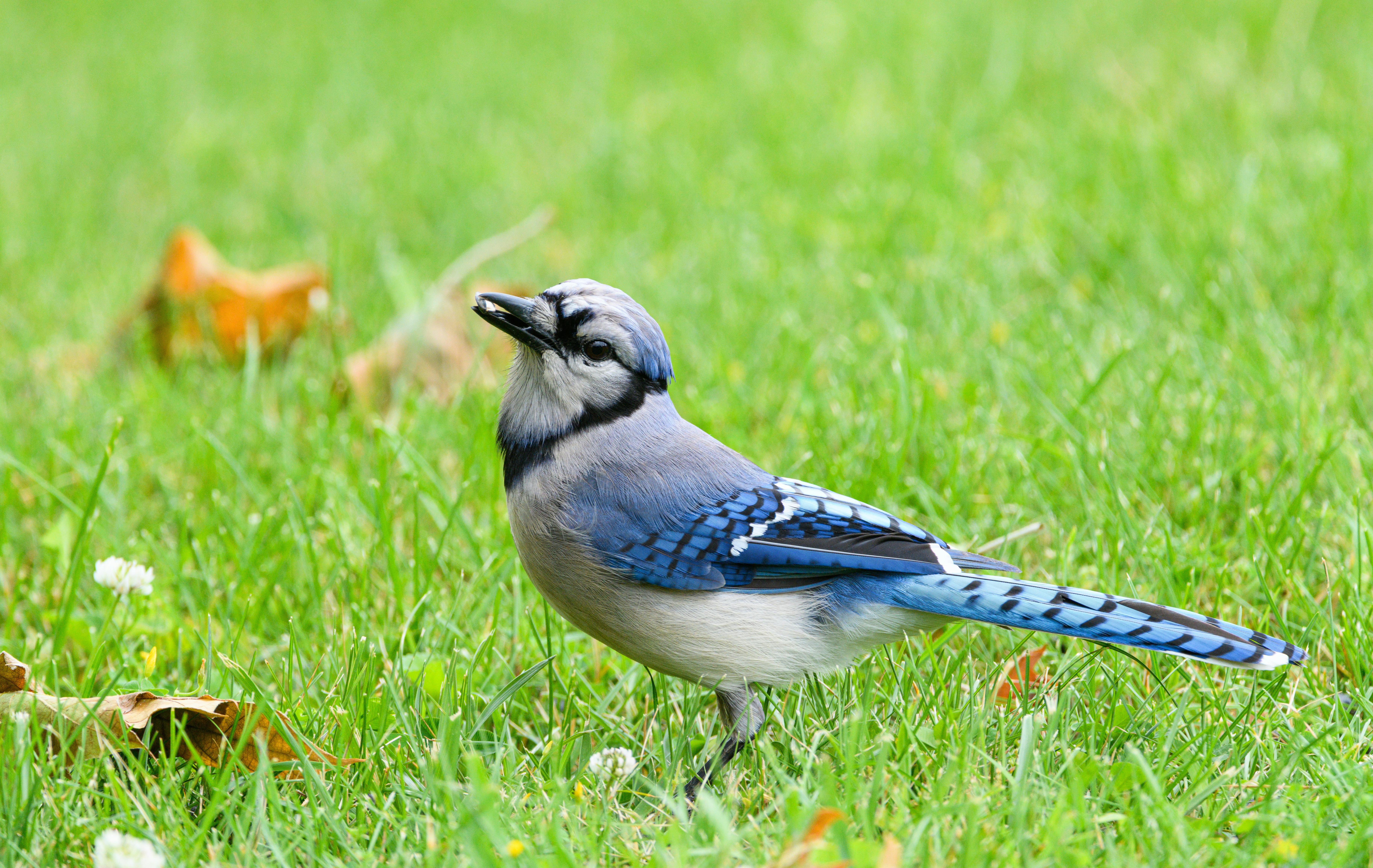 Fall Birdwatching Favorites: Beautiful Backyard Visitors To Spot