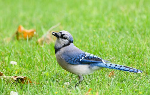 Fall Birdwatching Favorites: Beautiful Backyard Visitors To Spot