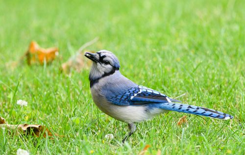 Free Close-up of a blue jay bird standing in vibrant green grass with fallen leaves. Stock Photo