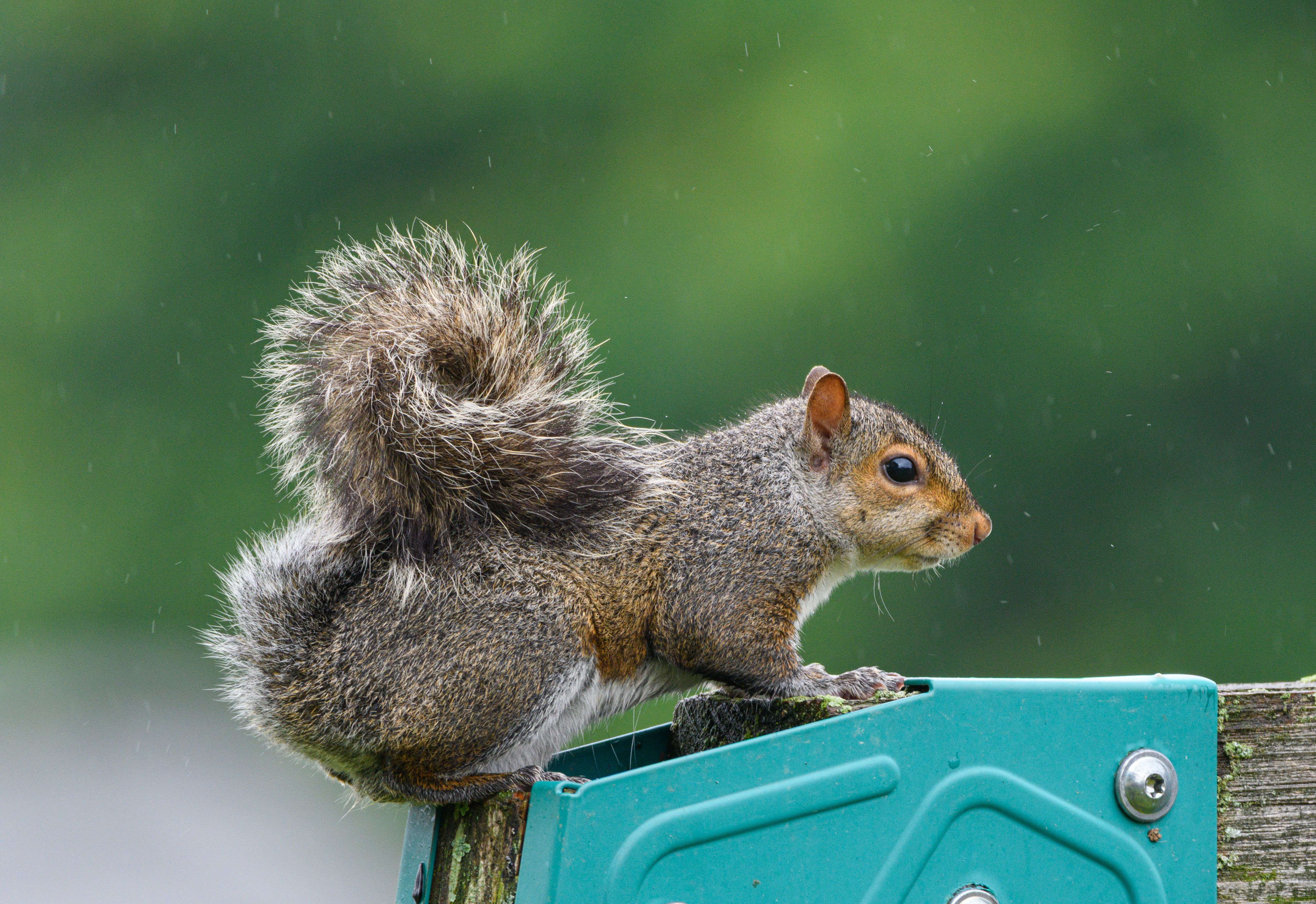 A grey squirrel sits on a green fence during a light rain, showcasing nature's beauty.