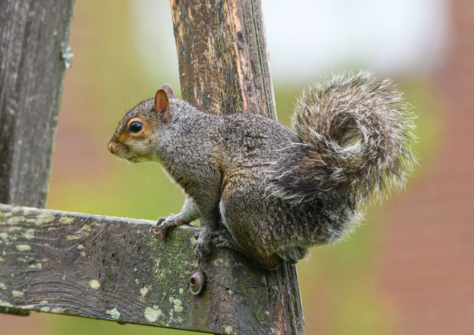 A squirrel solves the obstacle course