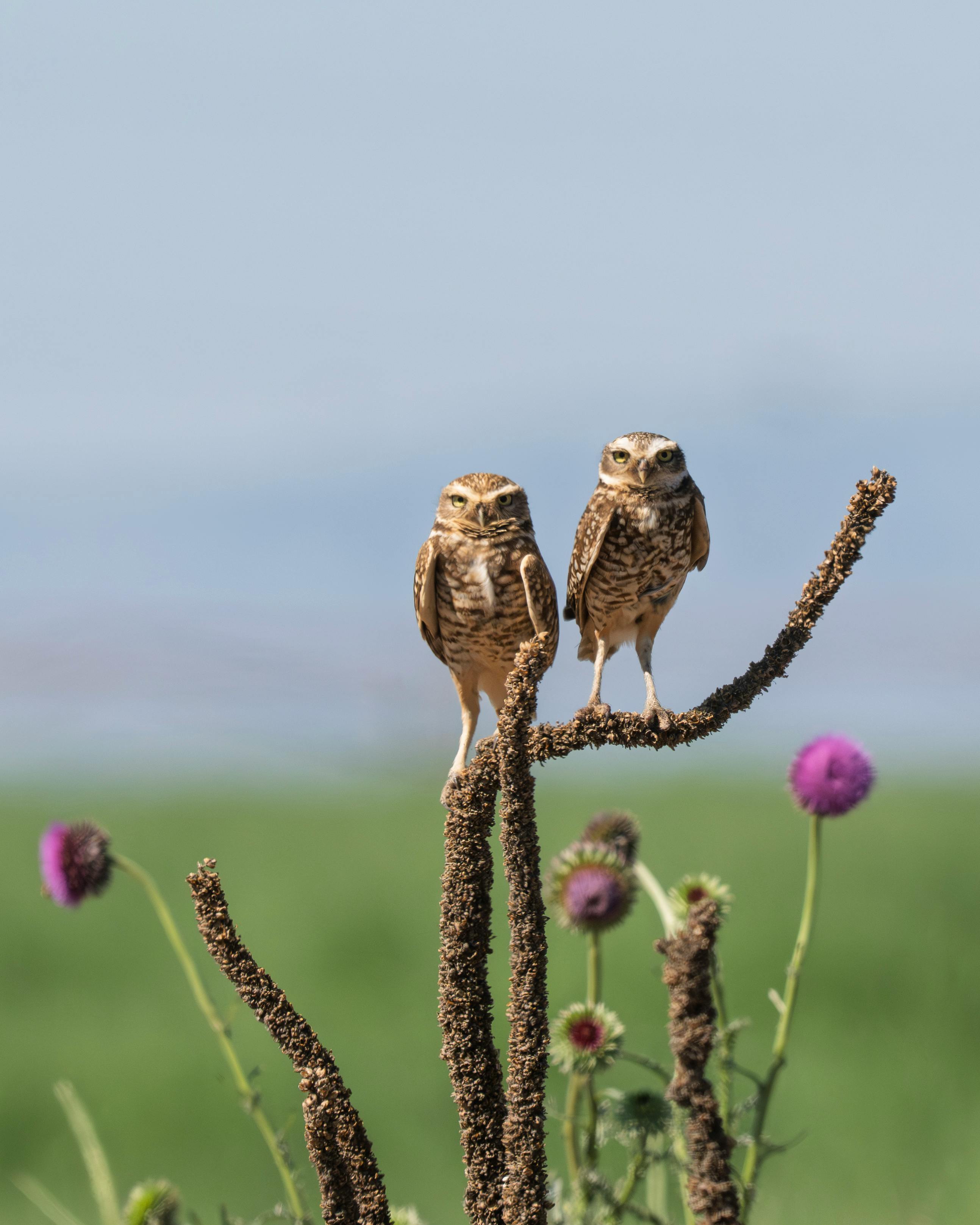 Two burrowing owls perched on desert vegetation with a blue sky backdrop.
