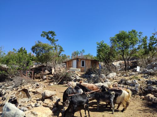 Free A rural farm setting with goats grazing on rocky terrain under a clear blue sky. Stock Photo
