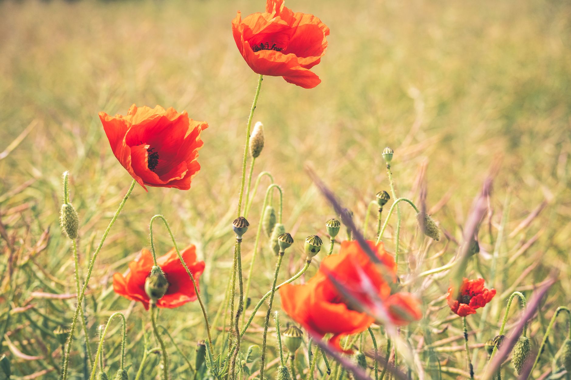 Klatschmohn