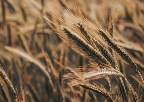 Free Close-up of a wheat field swaying in the summer breeze, highlighting golden hues and textures. Stock Photo