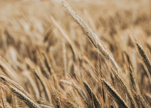 Free A focused close-up image of golden wheat stalks swaying gently in a sunny field. Stock Photo