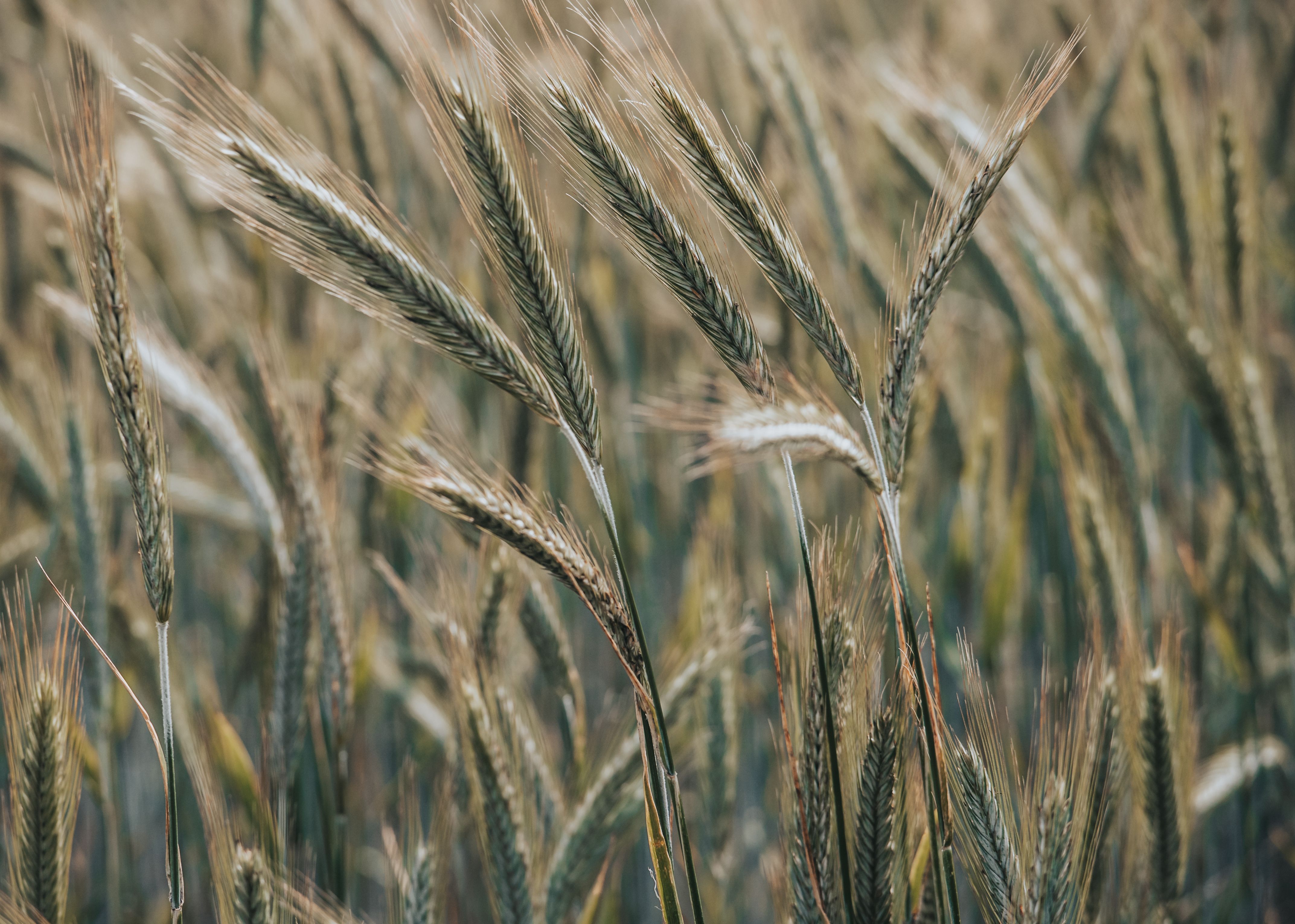 Close-up of ripe rye stalks in a sunlit field, showcasing vibrant agricultural growth and natural beauty.