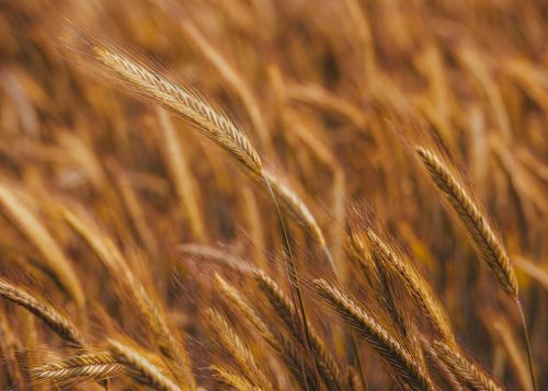 Free Close-up of a golden wheat field showcasing mature ears swaying gently. Stock Photo