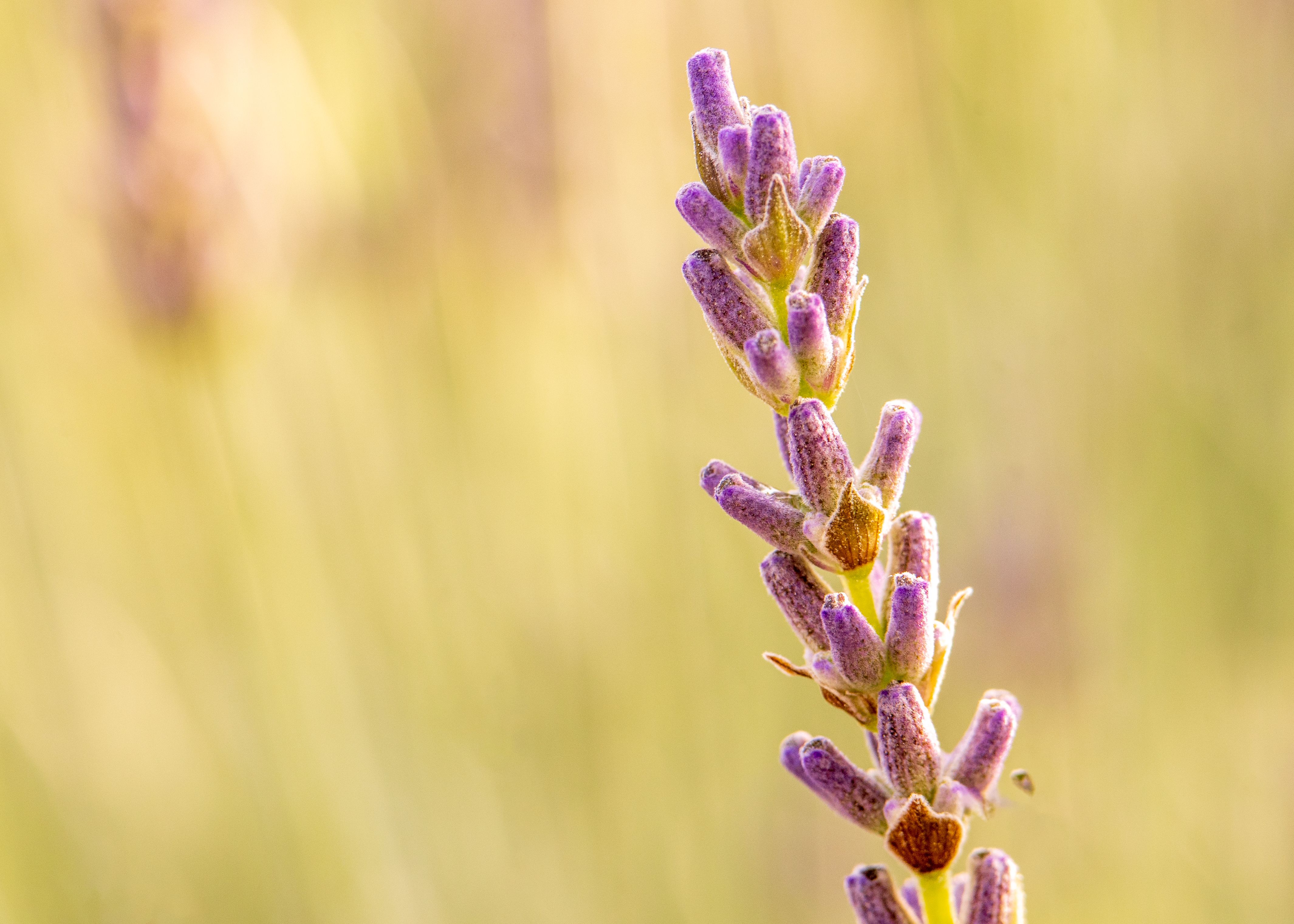 Lavandula Penhaligon’s Parfums de luxe