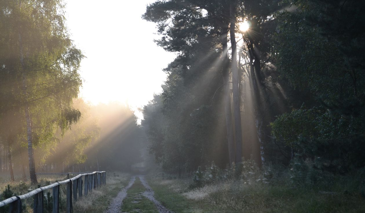Enchanting Forest Path with Sun Rays ยท Free Stock Photo