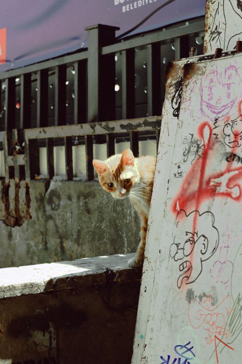Free Curious ginger cat peeking around graffiti-covered wall on an urban street. Stock Photo