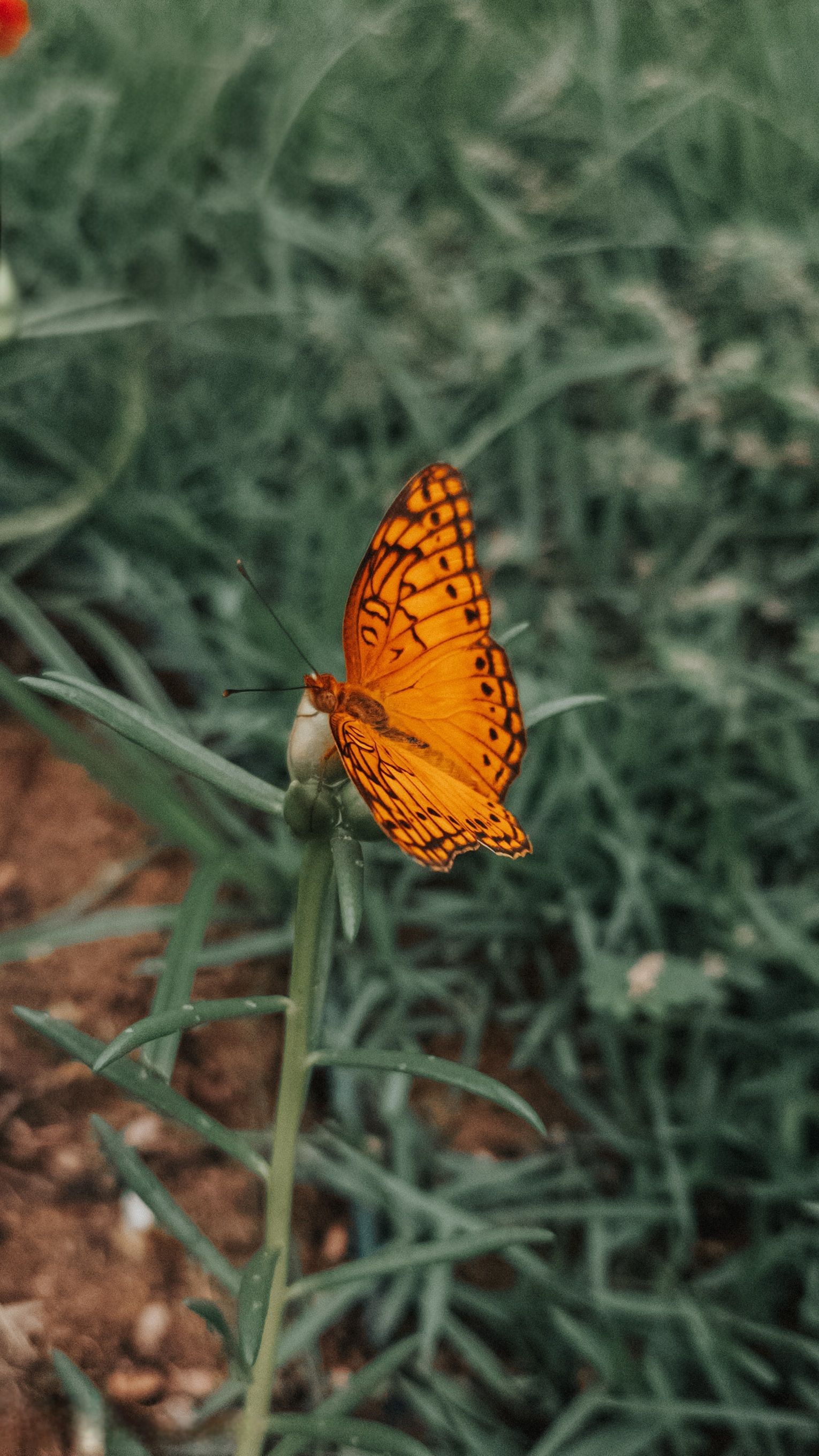 Essência e Reinvenção - Borboleta