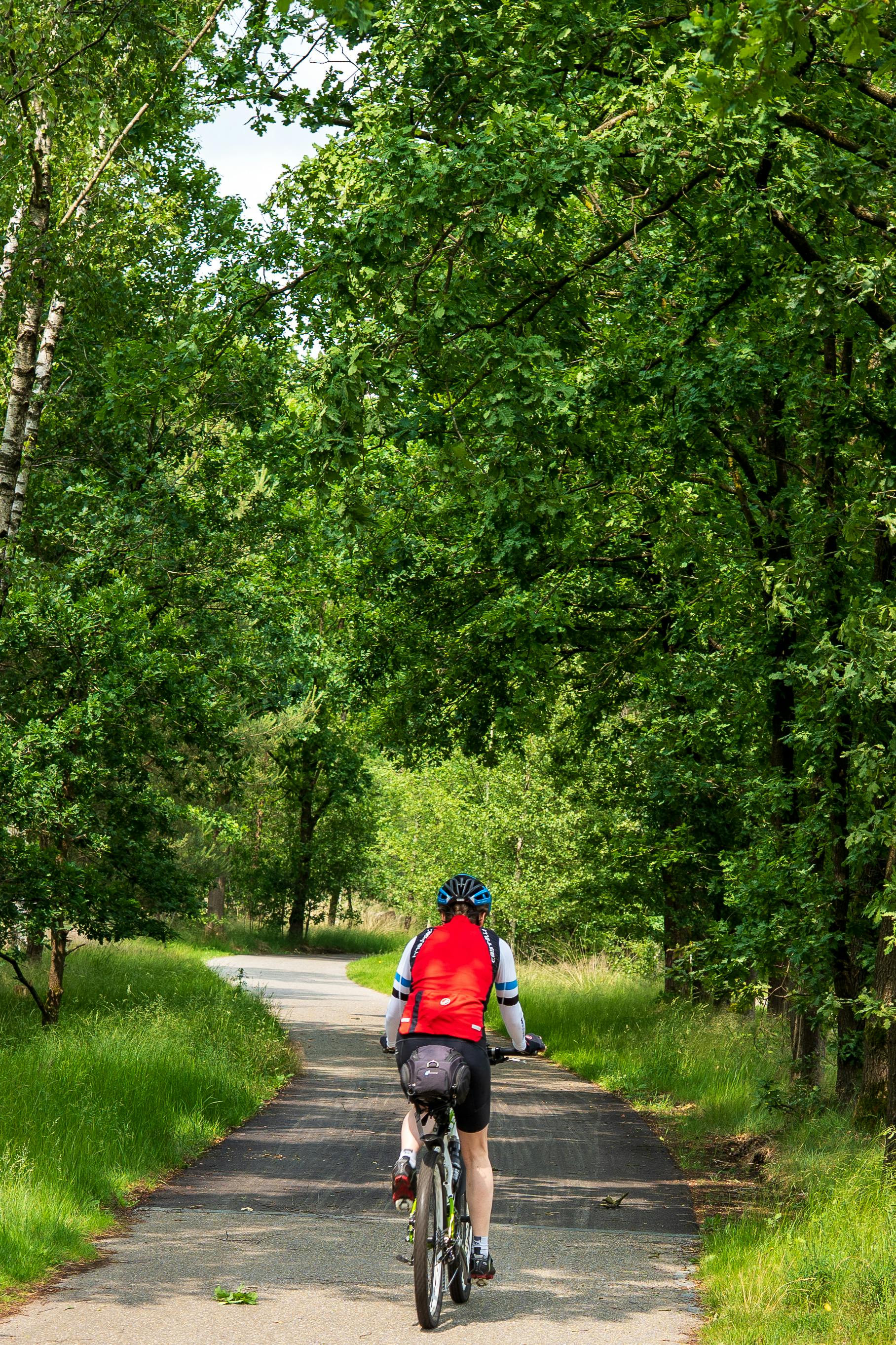 Cyclist on the main trail at Coney Island Park Singapore surrounded by tall casuarina trees