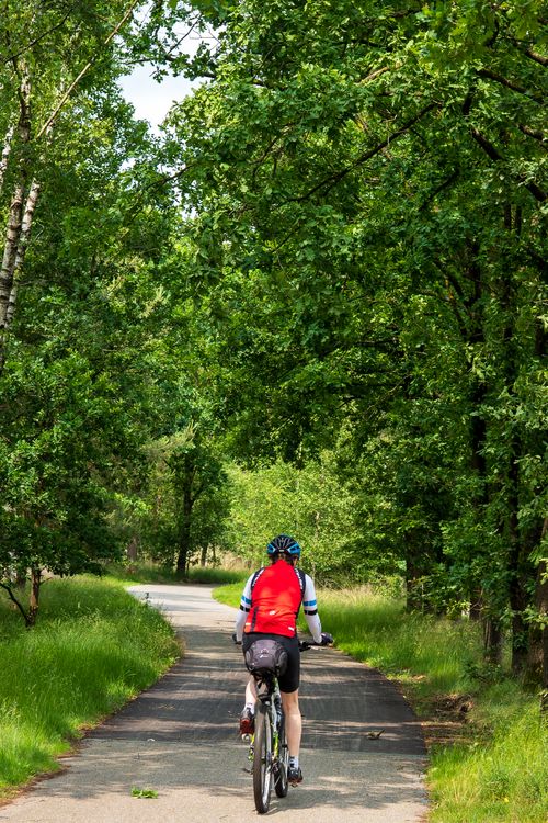 Free A cyclist rides along a serene wooded path on a sunny day, perfect for outdoor adventures. Stock Photo
