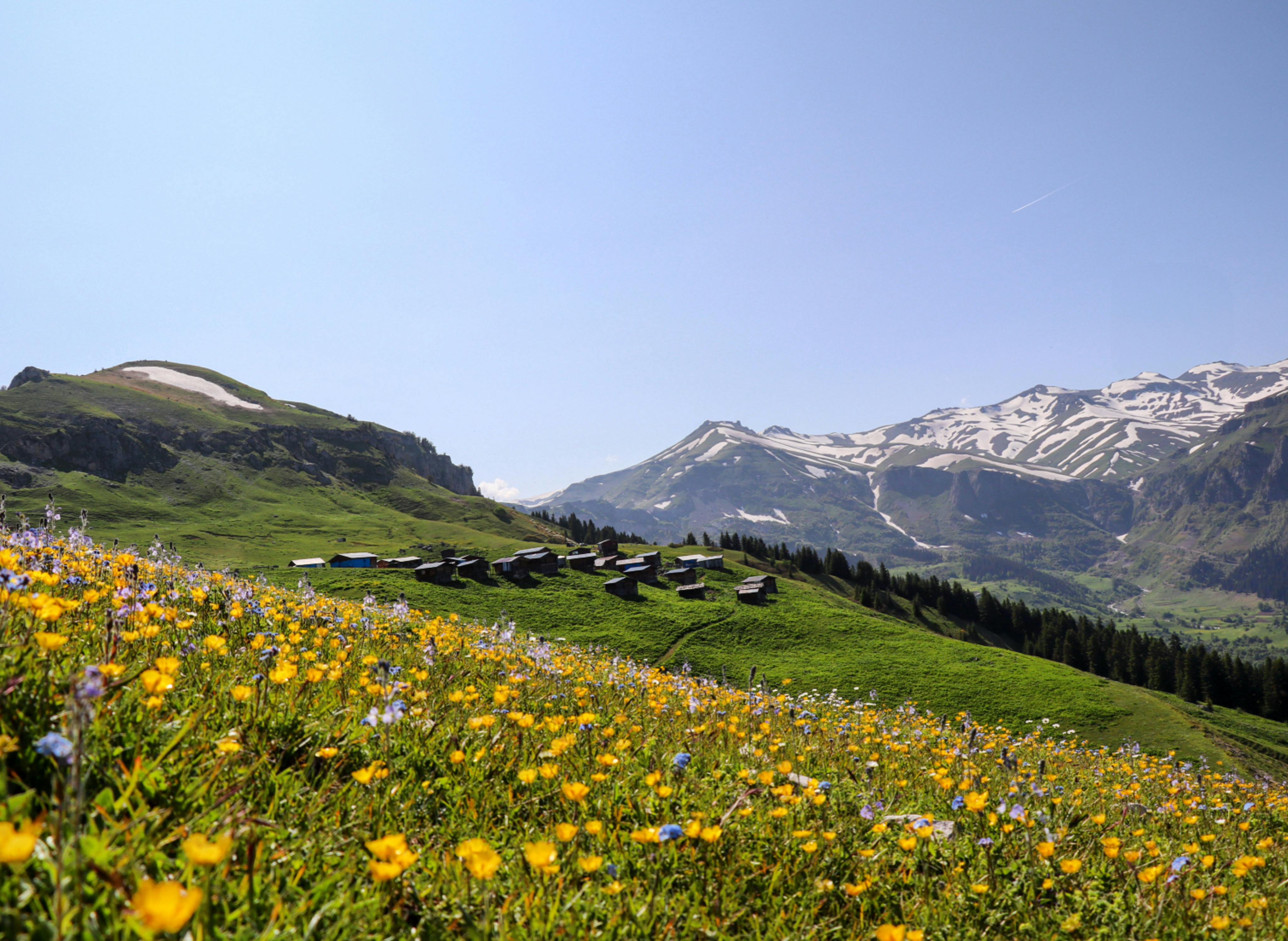 Colorful alpine meadow and snow-capped mountains under clear blue sky, ideal for nature exploration.