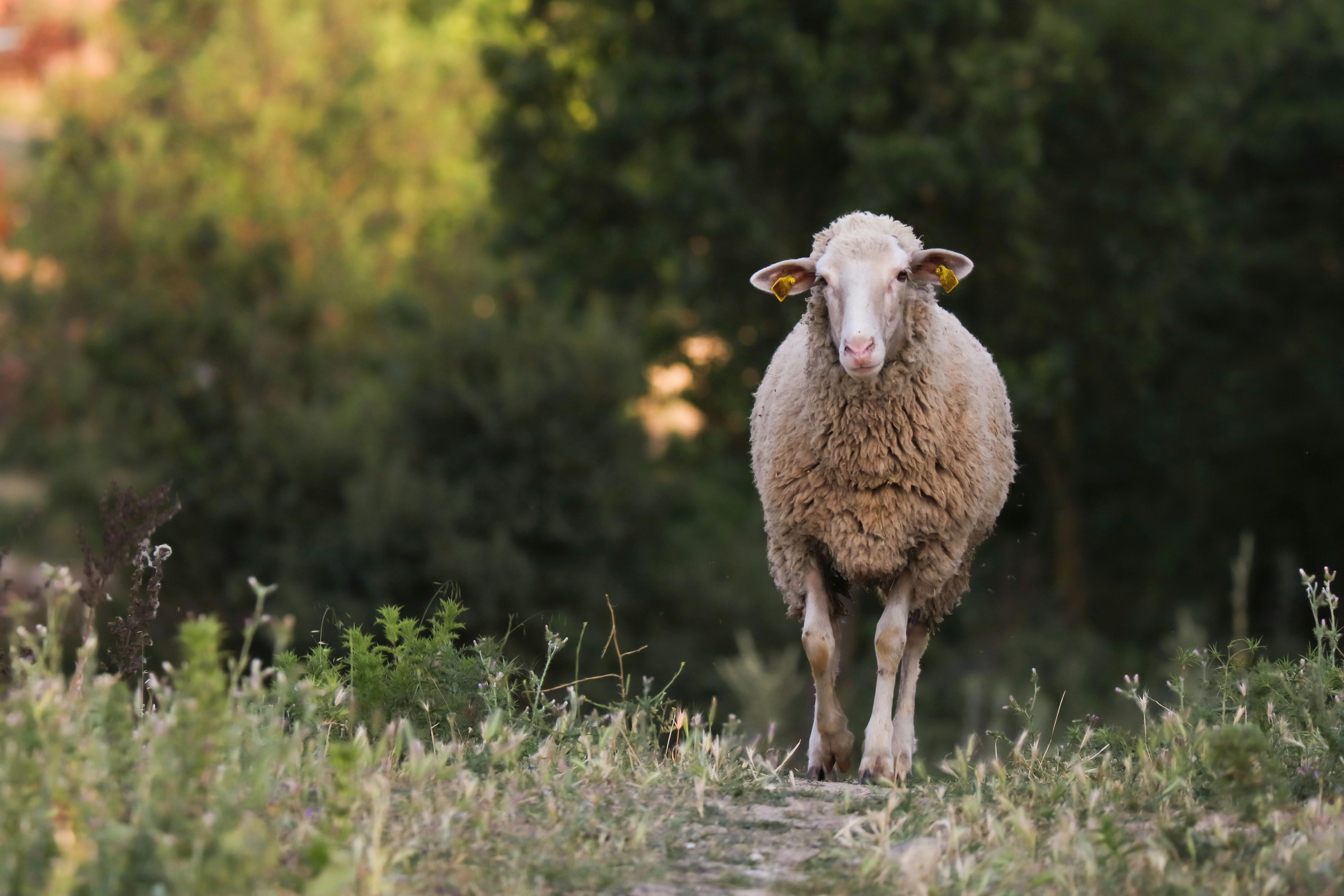 come lavare lana merinos 