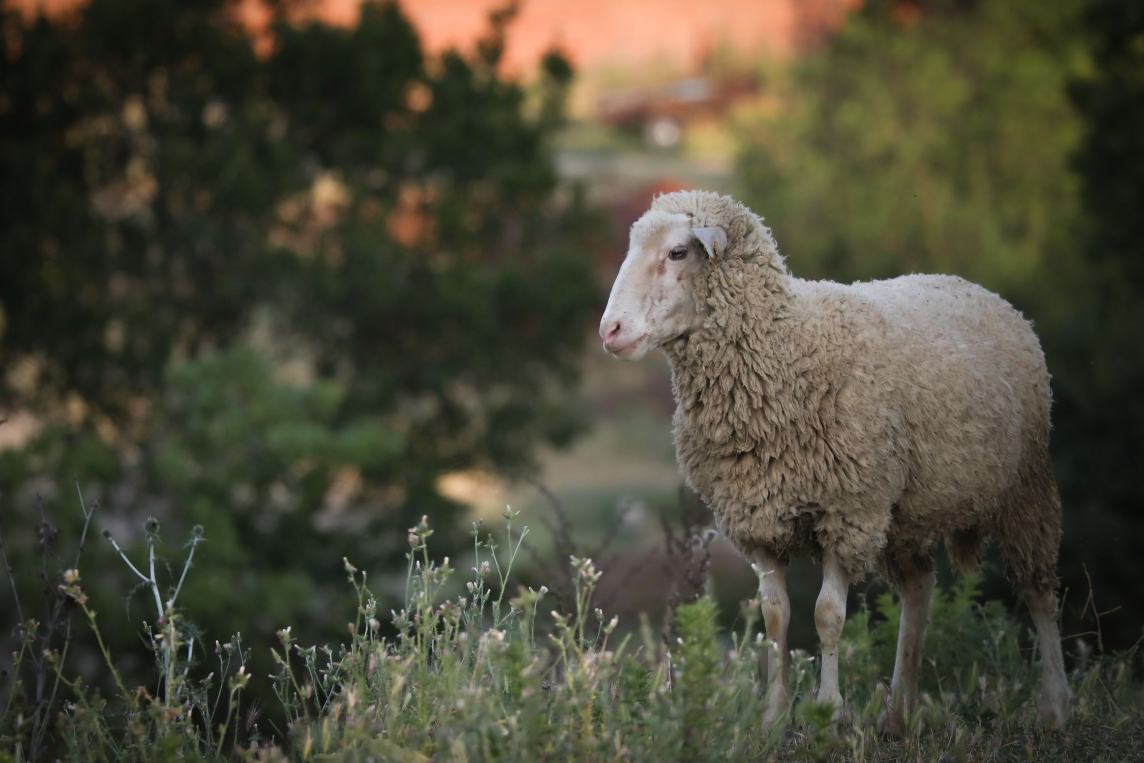 Setting Sheep Woolly Sheep in Pastoral Setting at Twilight · Free Stock Photo