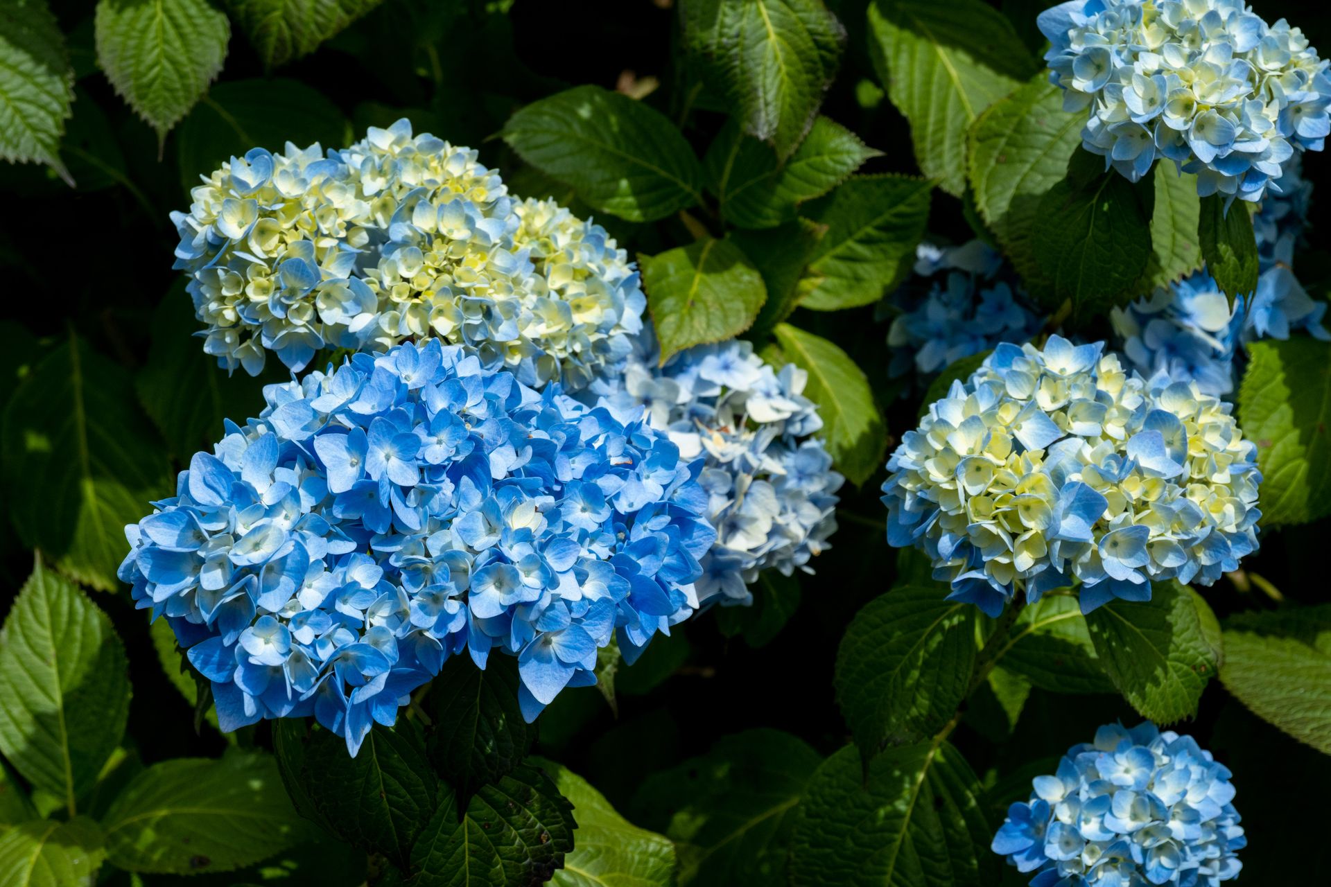 Beautiful hydrangea flowers in full bloom in a garden in Brittany, France, showcasing vibrant blues and lush greens.