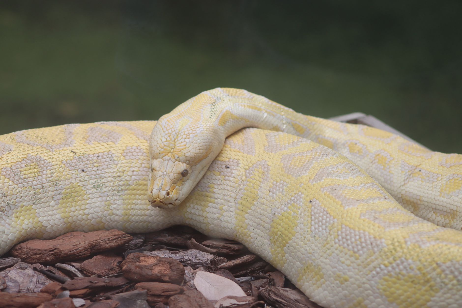 Why is the Burmese python a problem? - The Institute for Environmental ...