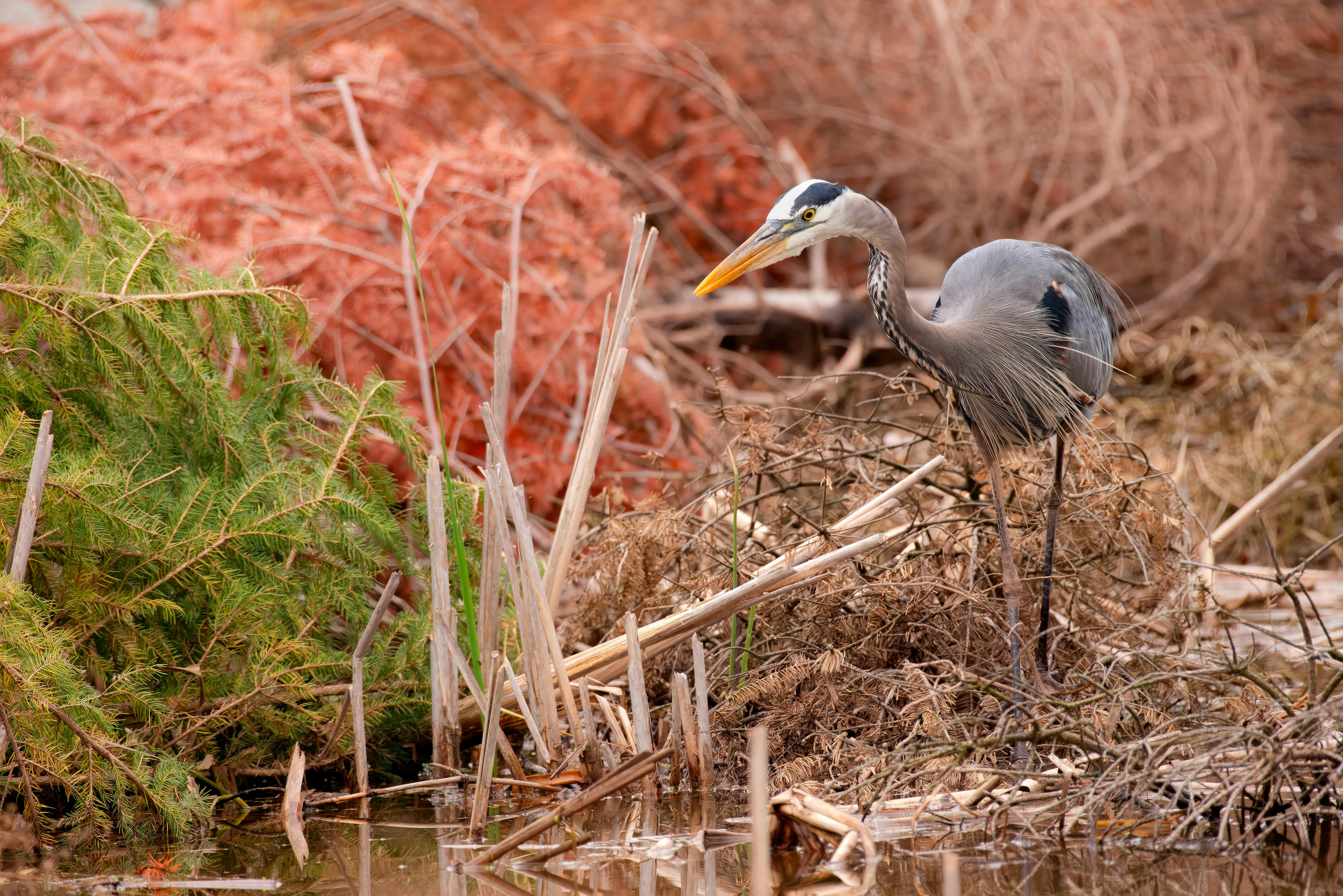 Understanding Animal Migration: Secrets of Nature's Journey
