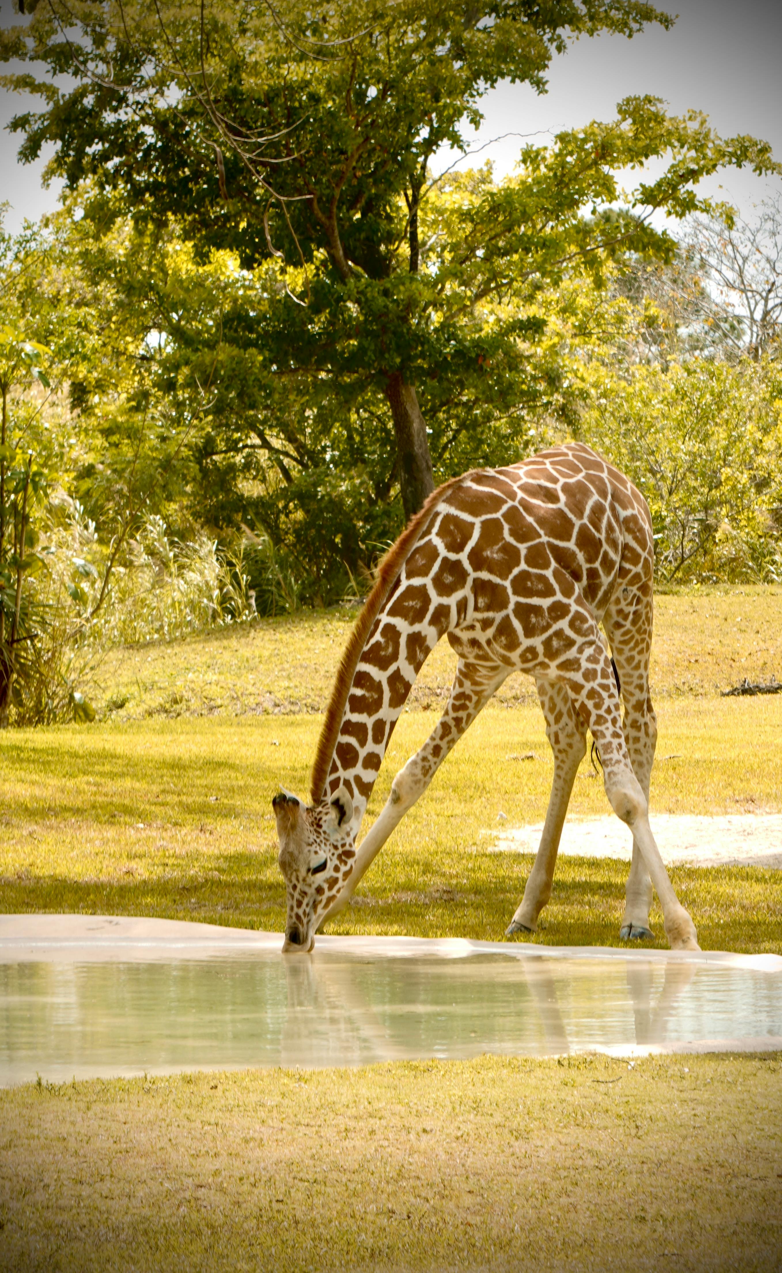 A giraffe bends to drink from a serene waterhole, surrounded by lush greenery under the summer sun.