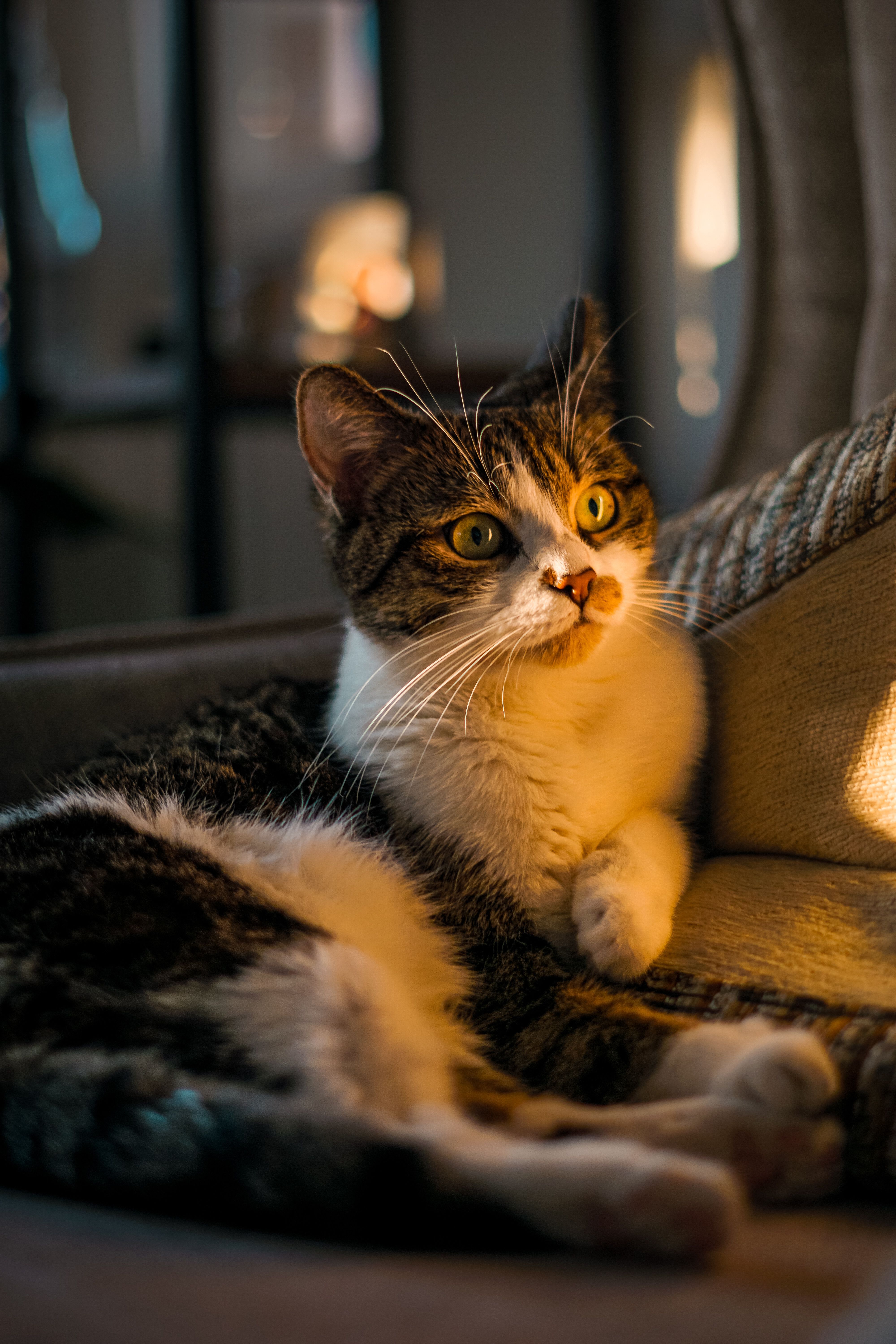 Charming cat relaxing on a couch bathed in warm sunlight indoors.
