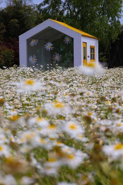 A picturesque cottage enveloped by a lush field of daisies, evoking a serene springtime ambiance.