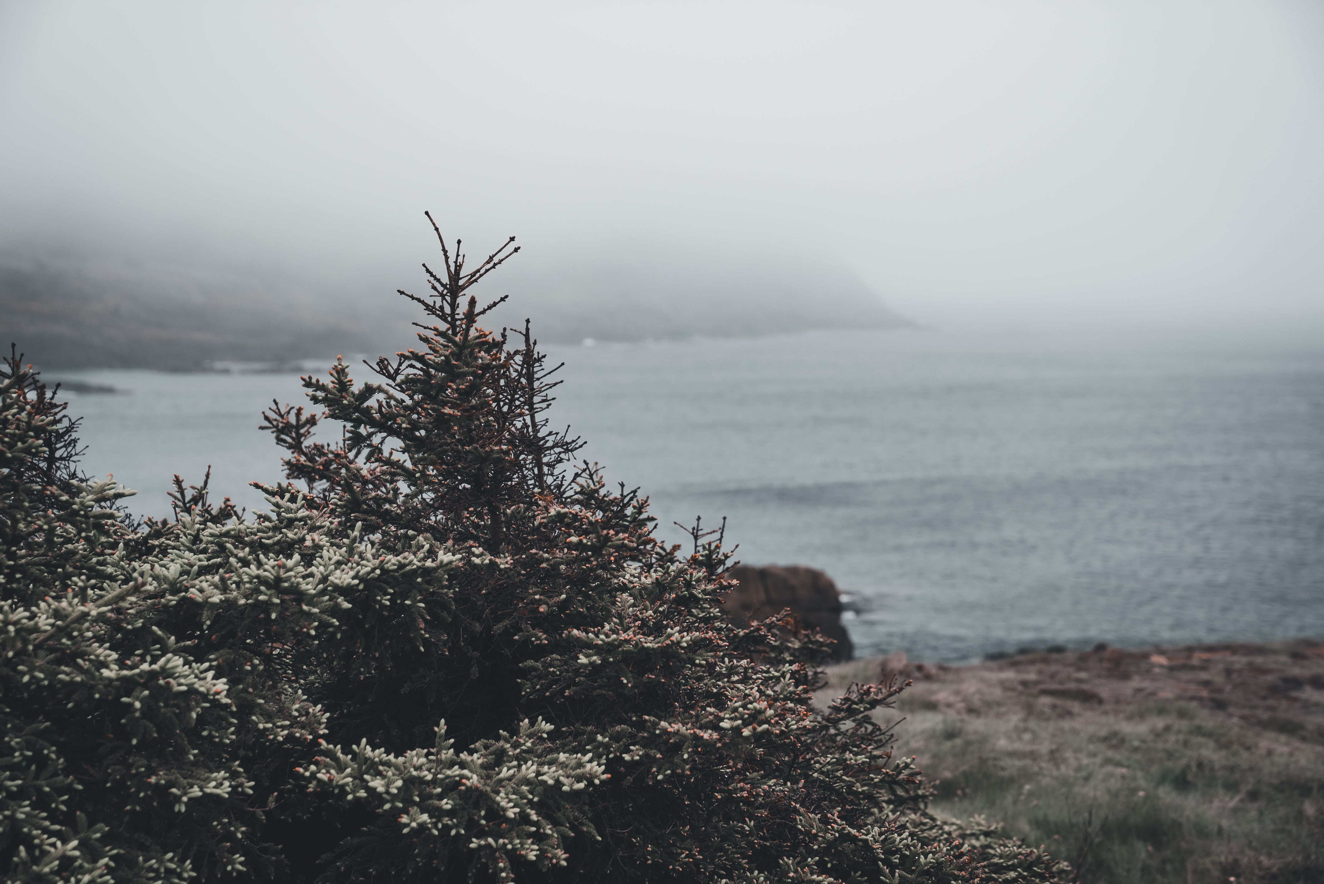 Pine trees along a foggy coastline