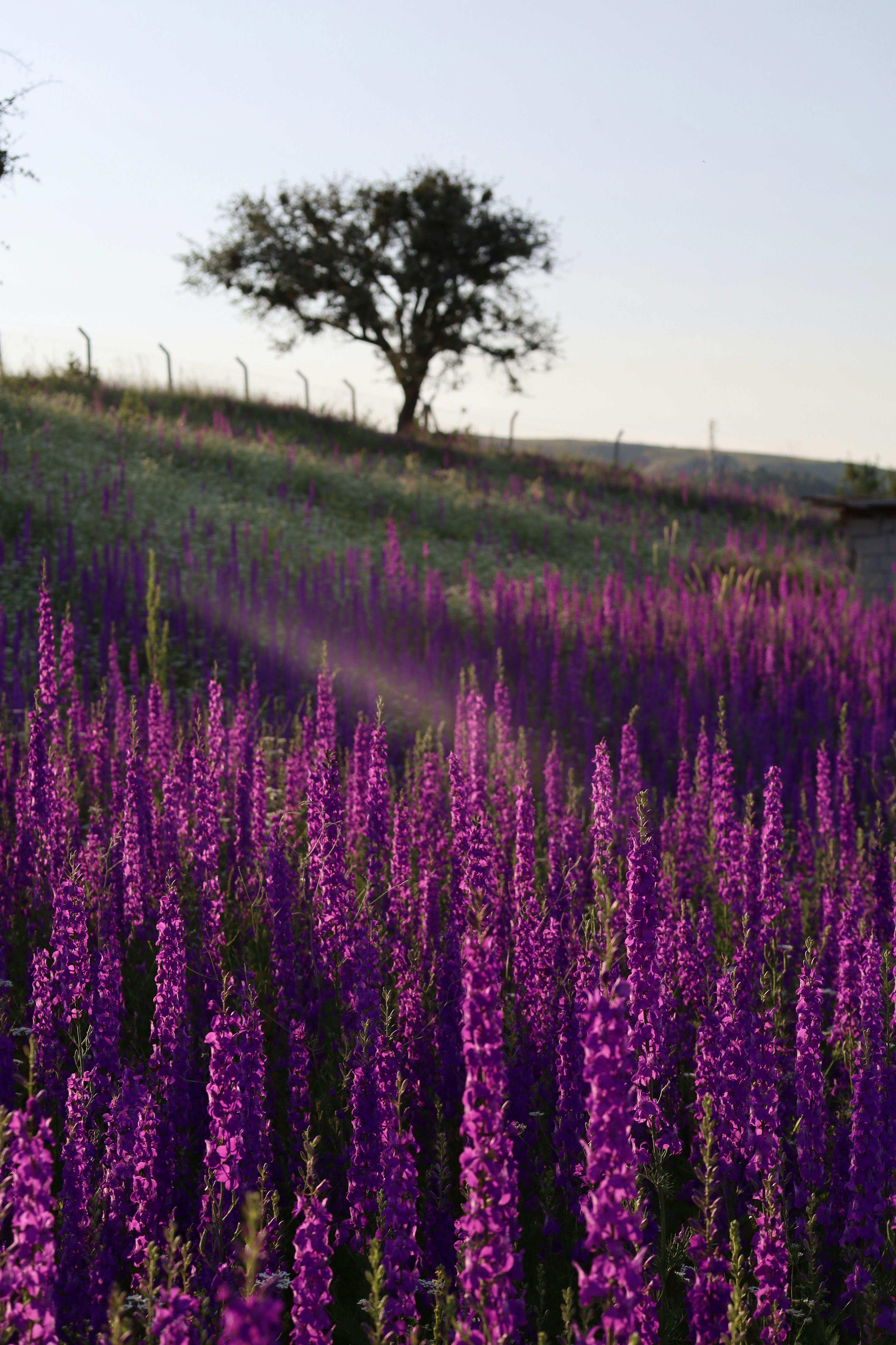Beautiful lavender field under a clear sky at sunset with a solitary tree.