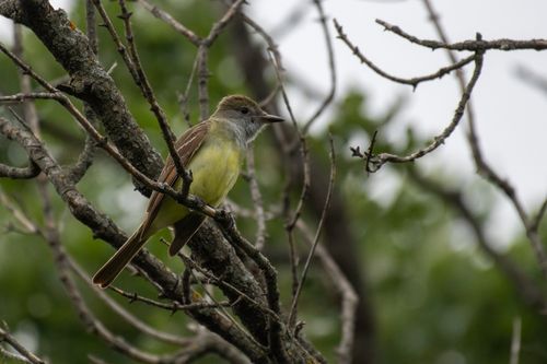 Free A colorful bird perched on a tree branch in its natural habitat. Stock Photo