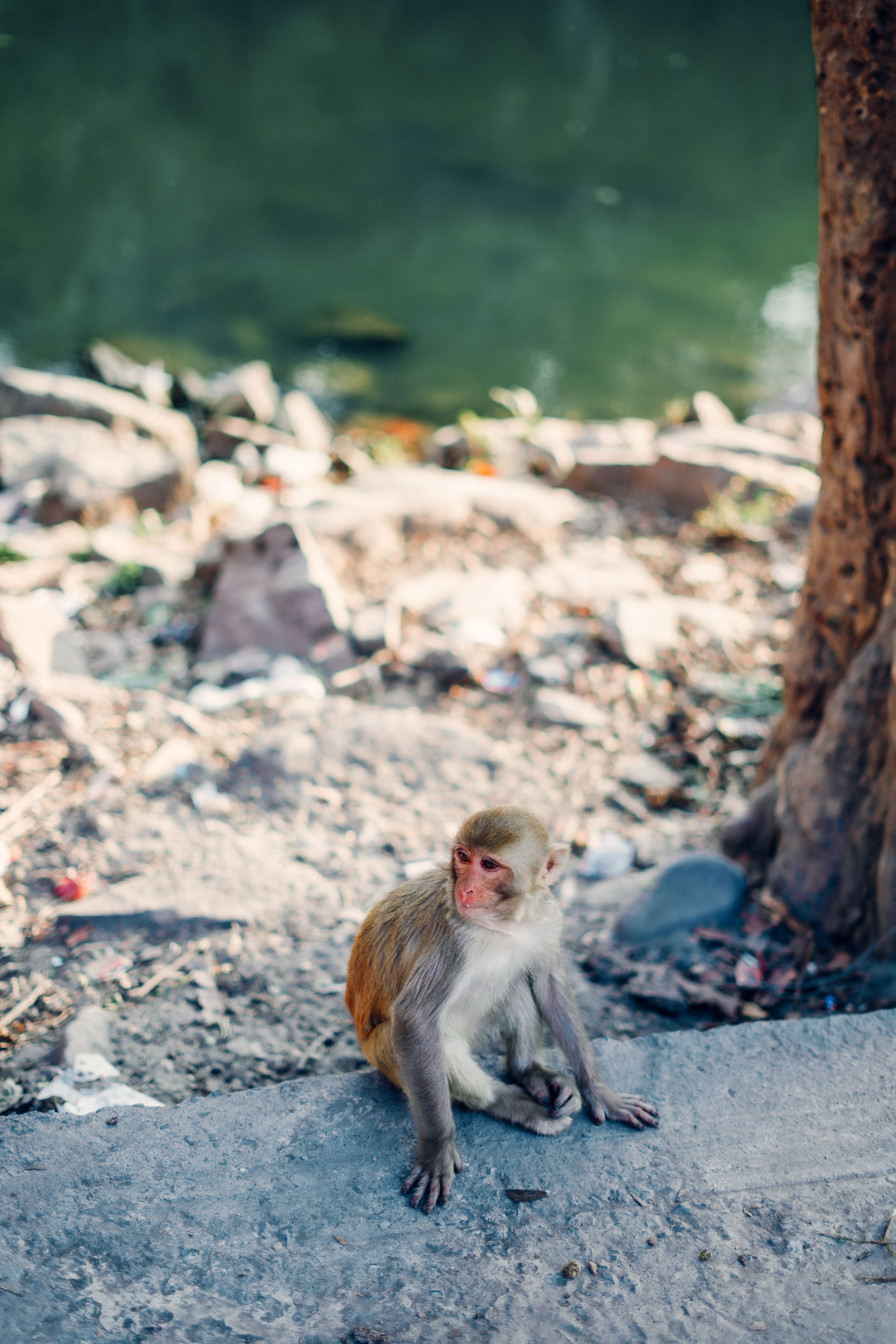 A Rhesus Macaque sits by the water in Sagar, Madhya Pradesh, India.